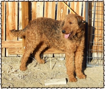 Rare red Airedale