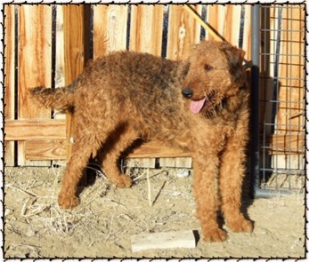 large breed airedale