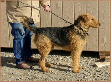 Airedale Terriers for sale High Kountry Airedales produces rare