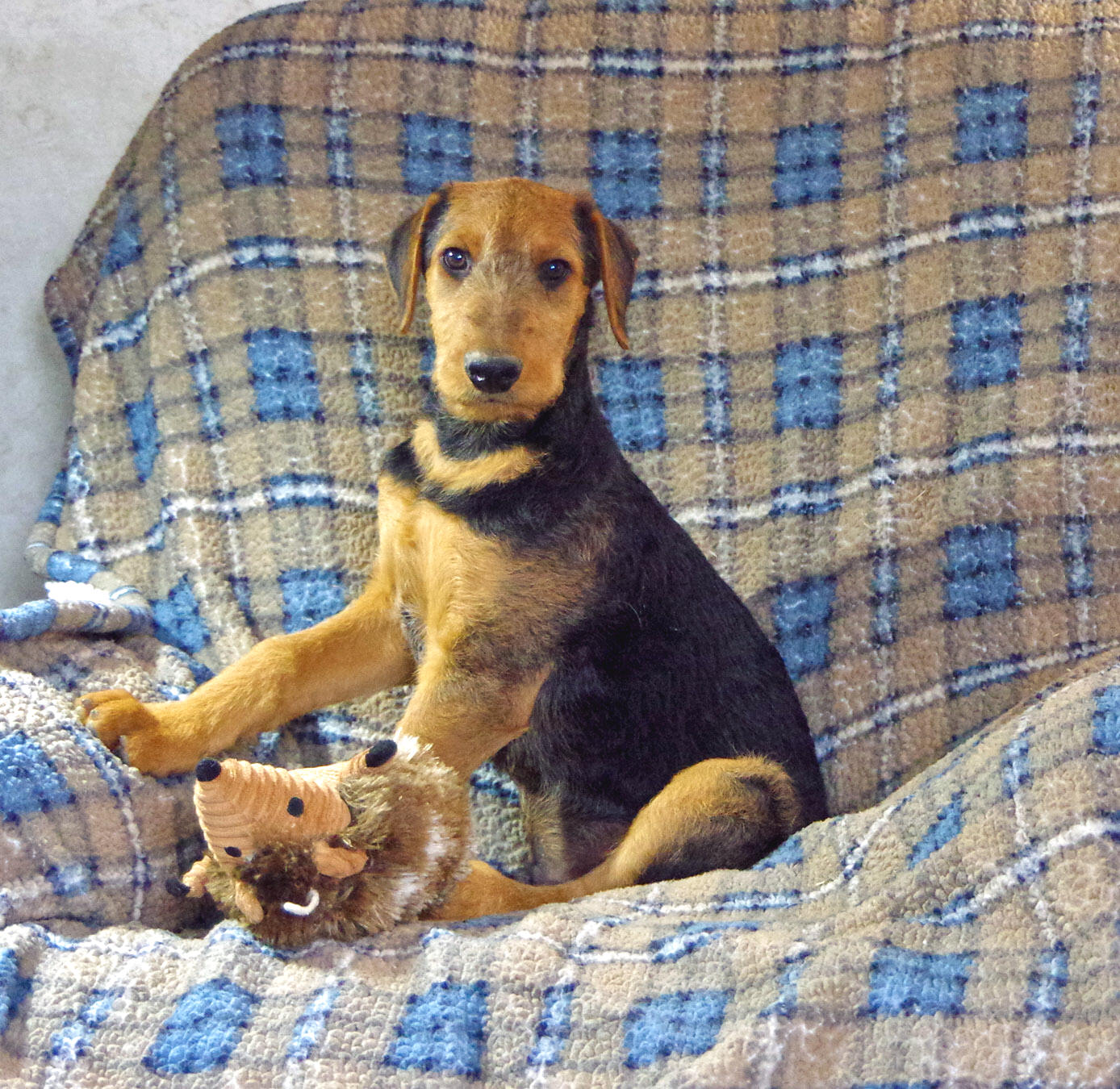 Black and tan Airedale puppy