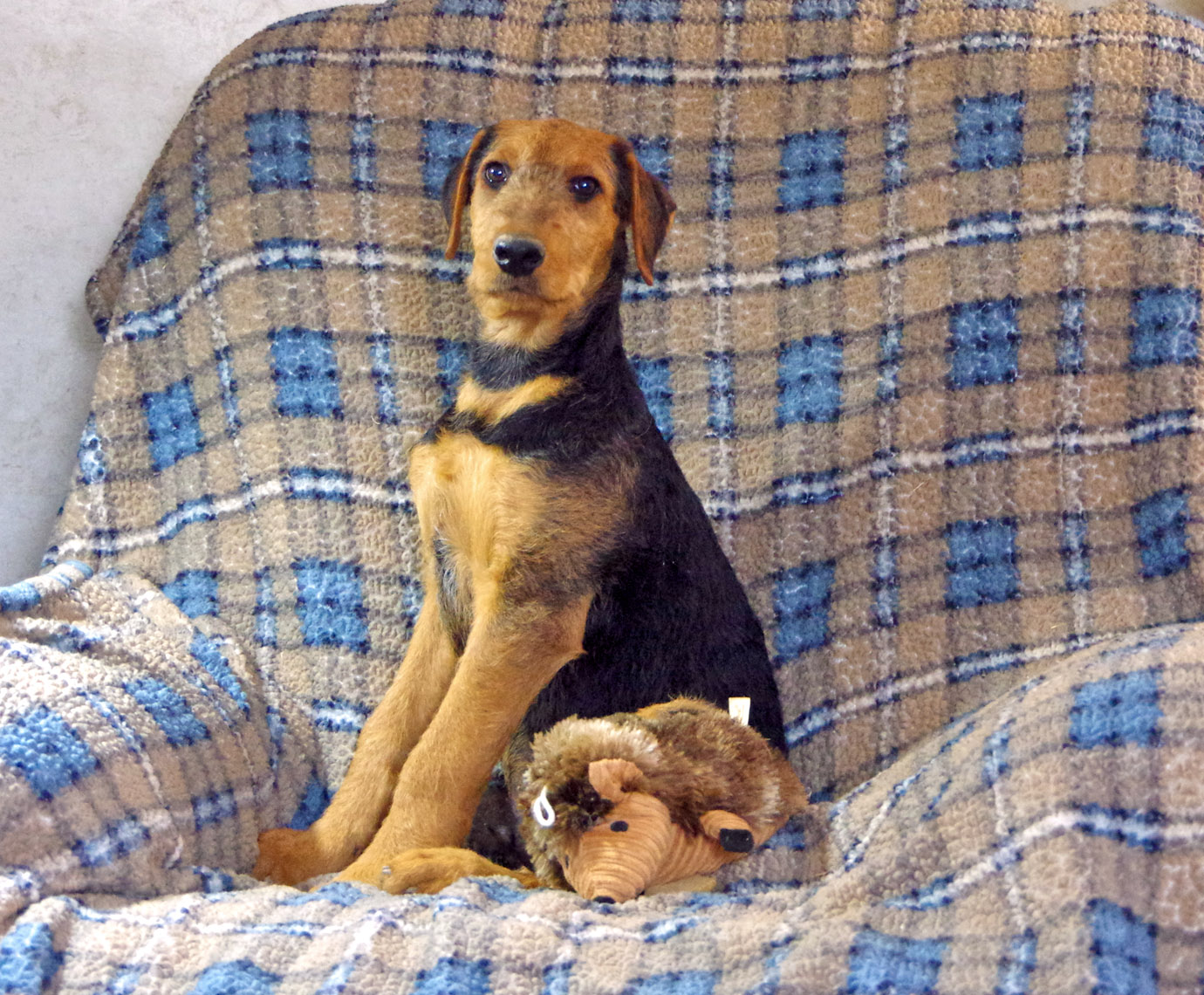 AKC black and brown Airedale pup