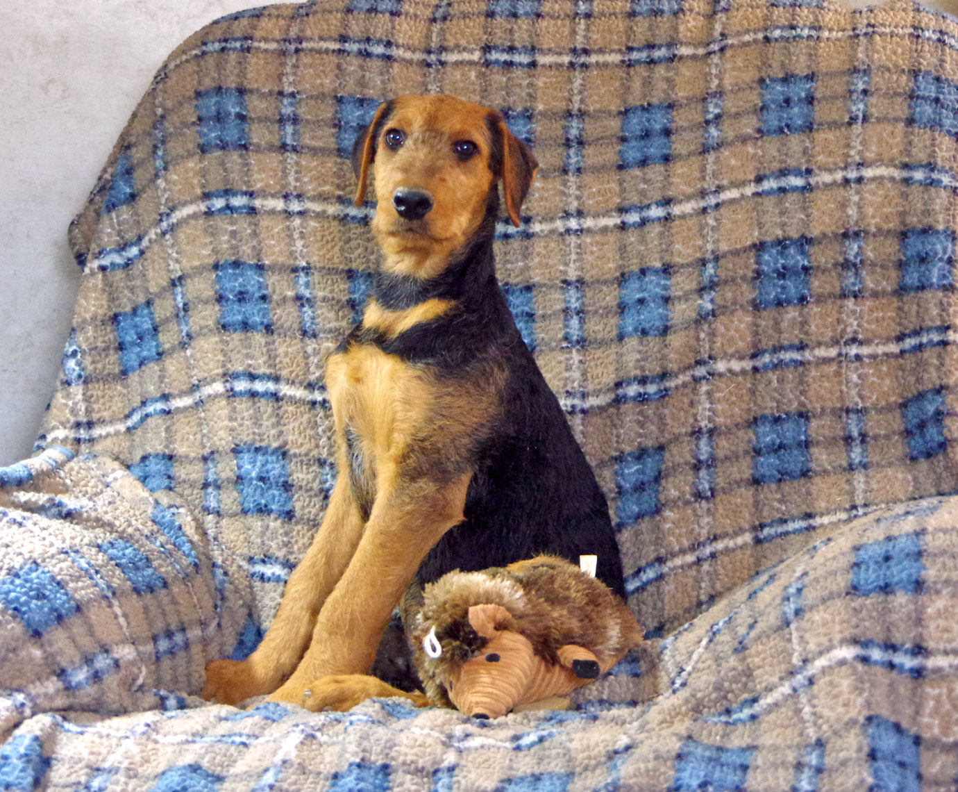 Miniature airedale terrier for hot sale sale