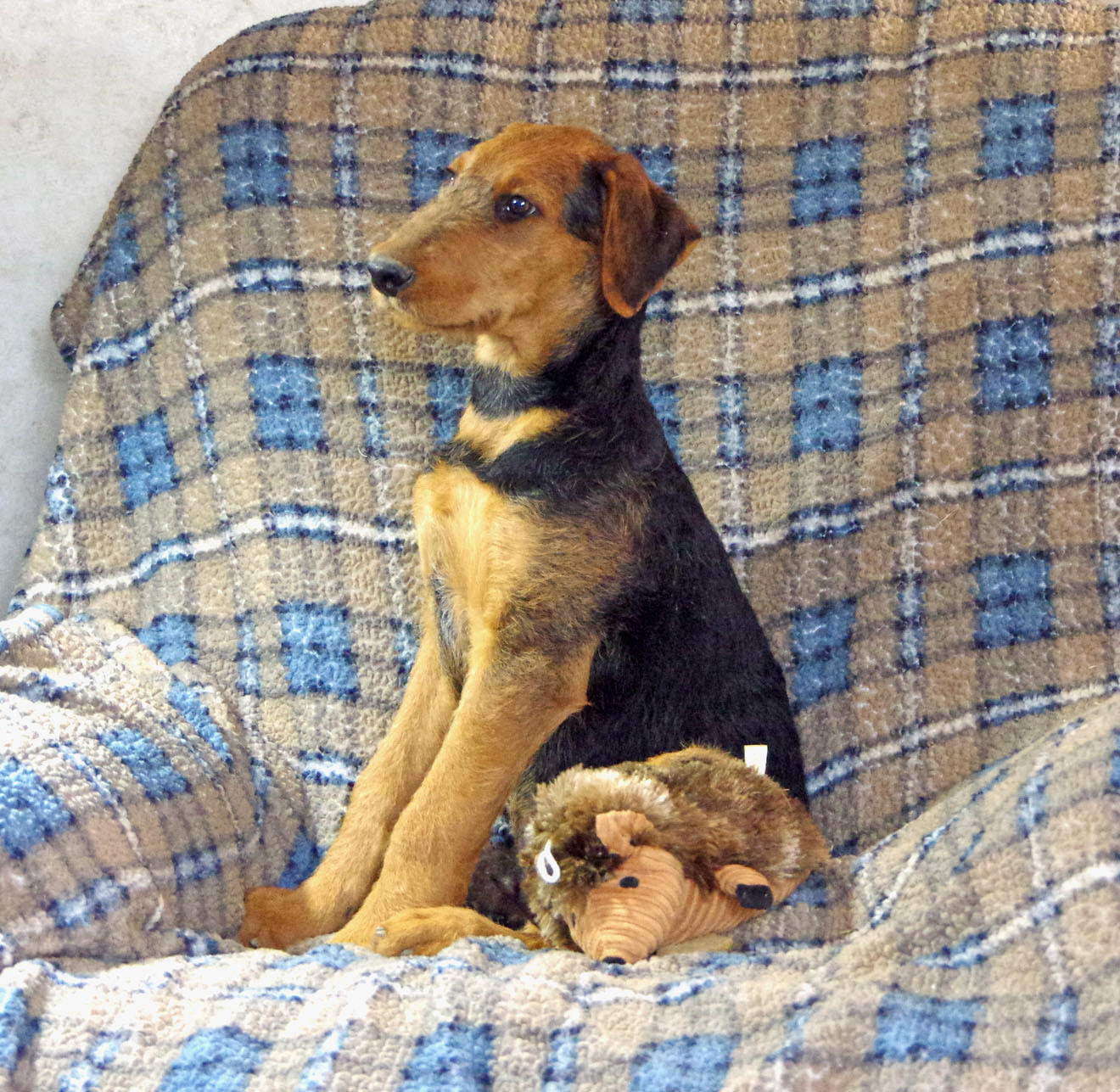 AKC Airedale Terrier puppy