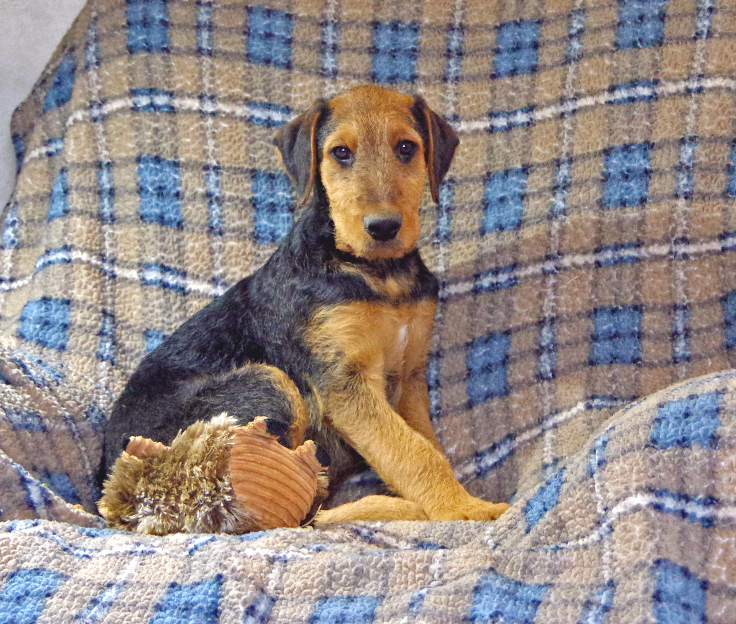 Airedale Terrier puppy 