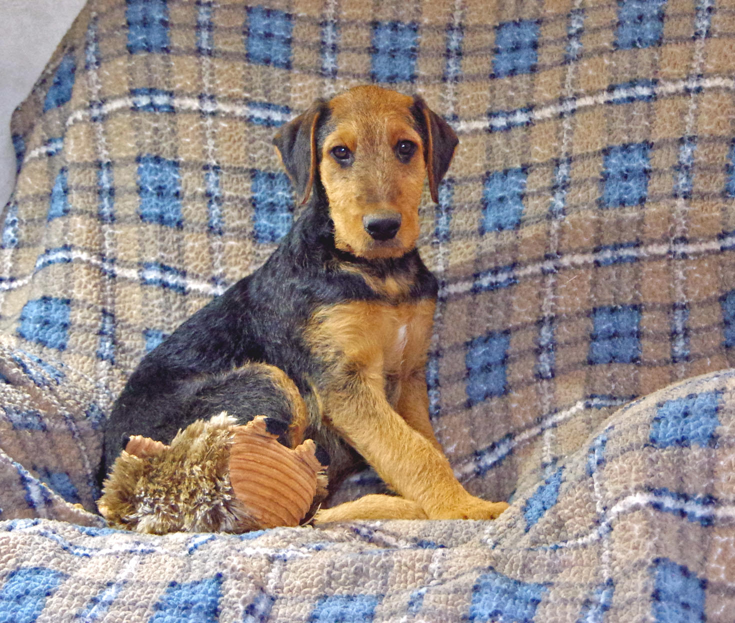 Airedale puppies for sale kennel club best sale