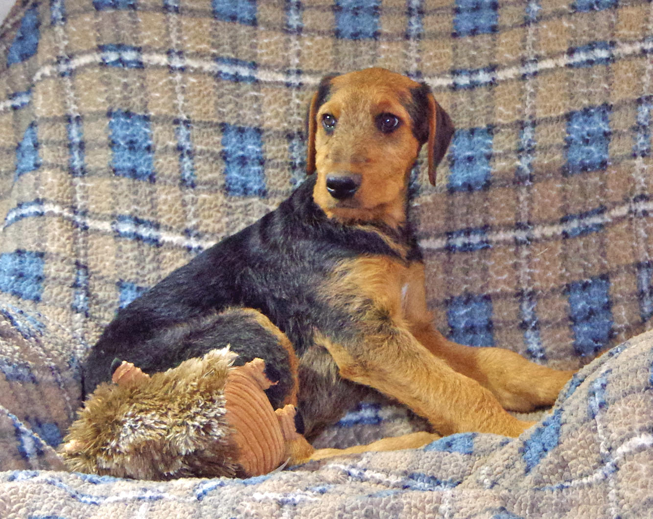 Airedale Terrier puppy