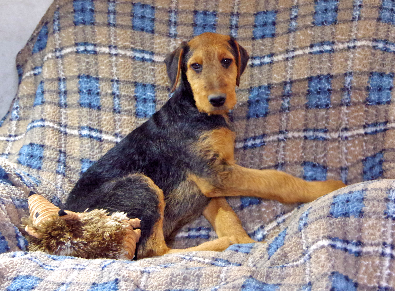 Airedale Terrier pup
