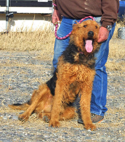 Large airedale outlet terrier